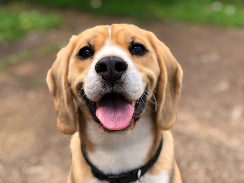10 stappen voor een gelukkige hond