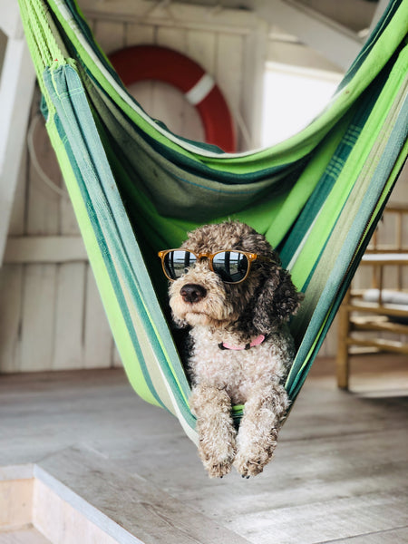 Vakantie checklist voor je hond.